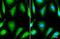Oxoglutarate Dehydrogenase antibody, NBP2-19622, Novus Biologicals, Immunofluorescence image 