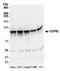 Coatomer subunit beta antibody, NBP2-41358, Novus Biologicals, Western Blot image 