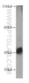 Complement C5a Receptor 1 antibody, 21316-1-AP, Proteintech Group, Western Blot image 
