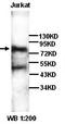MICAL Like 2 antibody, orb77286, Biorbyt, Western Blot image 