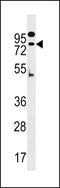 Zinc Finger Protein 480 antibody, LS-C157457, Lifespan Biosciences, Western Blot image 