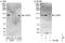 Cytoplasmic FMR1 Interacting Protein 1 antibody, NBP1-50028, Novus Biologicals, Western Blot image 