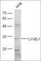Lymphatic Vessel Endothelial Hyaluronan Receptor 1 antibody, orb11006, Biorbyt, Western Blot image 