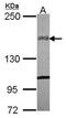 Collagen Type XIV Alpha 1 Chain antibody, PA5-31047, Invitrogen Antibodies, Western Blot image 