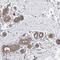 Mitochondrial Fission Regulator 1 Like antibody, NBP1-86401, Novus Biologicals, Immunohistochemistry frozen image 