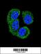 Nemo Like Kinase antibody, 62-978, ProSci, Immunofluorescence image 