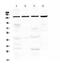 Transient Receptor Potential Cation Channel Subfamily C Member 4 antibody, A02037-1, Boster Biological Technology, Western Blot image 