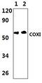 Coi antibody, PA5-75198, Invitrogen Antibodies, Western Blot image 