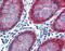 Homeobox protein Hox-C8 antibody, ARP39557_P050, Aviva Systems Biology, Immunohistochemistry frozen image 