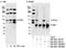 P100 antibody, NB500-183, Novus Biologicals, Western Blot image 