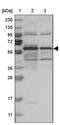 Rho Guanine Nucleotide Exchange Factor 3 antibody, PA5-57027, Invitrogen Antibodies, Western Blot image 