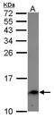 Endosulfine Alpha antibody, LS-C155185, Lifespan Biosciences, Western Blot image 