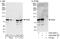Ubiquitin Like Modifier Activating Enzyme 2 antibody, A302-925A, Bethyl Labs, Immunoprecipitation image 