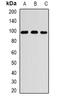 Ran GTPase Activating Protein 1 antibody, orb382000, Biorbyt, Western Blot image 