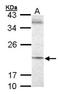 SEC61 Translocon Gamma Subunit antibody, orb74240, Biorbyt, Western Blot image 