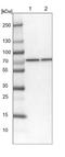 Coiled-Coil Domain Containing 112 antibody, NBP2-14442, Novus Biologicals, Western Blot image 