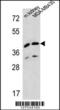 L-2-Hydroxyglutarate Dehydrogenase antibody, 55-109, ProSci, Western Blot image 