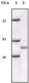 p16-INK4 antibody, ab54210, Abcam, Western Blot image 
