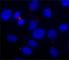 alpha-Tubulin antibody, T7451, Sigma-Aldrich, Immunofluorescence image 