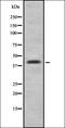 Chromobox 8 antibody, orb337668, Biorbyt, Western Blot image 