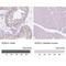SRY-Box 9 antibody, NBP1-85551, Novus Biologicals, Immunohistochemistry paraffin image 