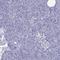 Glutamate Ionotropic Receptor AMPA Type Subunit 2 antibody, HPA008441, Atlas Antibodies, Immunohistochemistry frozen image 