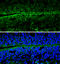 Enolase 2 antibody, GTX101553, GeneTex, Immunohistochemistry frozen image 