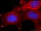Monocarboxylate transporter 4 antibody, 22787-1-AP, Proteintech Group, Immunofluorescence image 