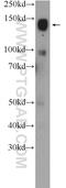 Cell Adhesion Molecule L1 Like antibody, 25250-1-AP, Proteintech Group, Western Blot image 