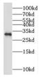 Mortality Factor 4 Like 2 antibody, FNab05274, FineTest, Western Blot image 