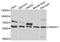 F-box/WD repeat-containing protein 11 antibody, A7784, ABclonal Technology, Western Blot image 