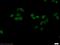 POU domain, class 2, transcription factor 1 antibody, 10387-1-AP, Proteintech Group, Immunofluorescence image 