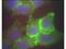 Jagged Canonical Notch Ligand 1 antibody, A00640-1, Boster Biological Technology, Immunohistochemistry frozen image 