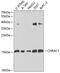 Chromatin Accessibility Complex Subunit 1 antibody, 22-896, ProSci, Western Blot image 