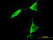 10-FTHFDH antibody, LS-B5449, Lifespan Biosciences, Immunofluorescence image 