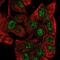 Zinc Finger Protein 517 antibody, NBP2-56666, Novus Biologicals, Immunofluorescence image 