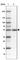 Family With Sequence Similarity 149 Member B1 antibody, HPA039189, Atlas Antibodies, Western Blot image 