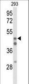 HNF-4-alpha antibody, LS-C164947, Lifespan Biosciences, Western Blot image 