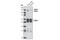 Solute Carrier Family 1 Member 3 antibody, 5685S, Cell Signaling Technology, Western Blot image 