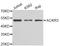 Atypical Chemokine Receptor 3 antibody, STJ23305, St John