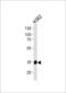 Methyl-CpG-binding domain protein 3 antibody, LS-C204026, Lifespan Biosciences, Western Blot image 