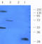 CD14 antibody, orb372329, Biorbyt, Western Blot image 
