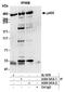 E1A-binding protein p400 antibody, A300-541A, Bethyl Labs, Immunoprecipitation image 