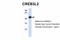 CAMP Responsive Element Binding Protein 3 Like 2 antibody, 28-160, ProSci, Western Blot image 