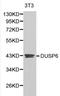 Dual Specificity Phosphatase 6 antibody, LS-C192403, Lifespan Biosciences, Western Blot image 