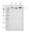 Insulin Like Growth Factor 2 Receptor antibody, M00951-1, Boster Biological Technology, Western Blot image 