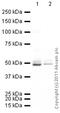 Dopamine Receptor D2 antibody, ab85367, Abcam, Western Blot image 