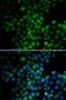Eukaryotic translation initiation factor 3 subunit M antibody, orb373227, Biorbyt, Immunofluorescence image 