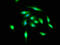 Ubiquitin-like-conjugating enzyme ATG3 antibody, LS-B13789, Lifespan Biosciences, Immunofluorescence image 