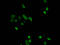 H12 antibody, LS-C670330, Lifespan Biosciences, Immunofluorescence image 